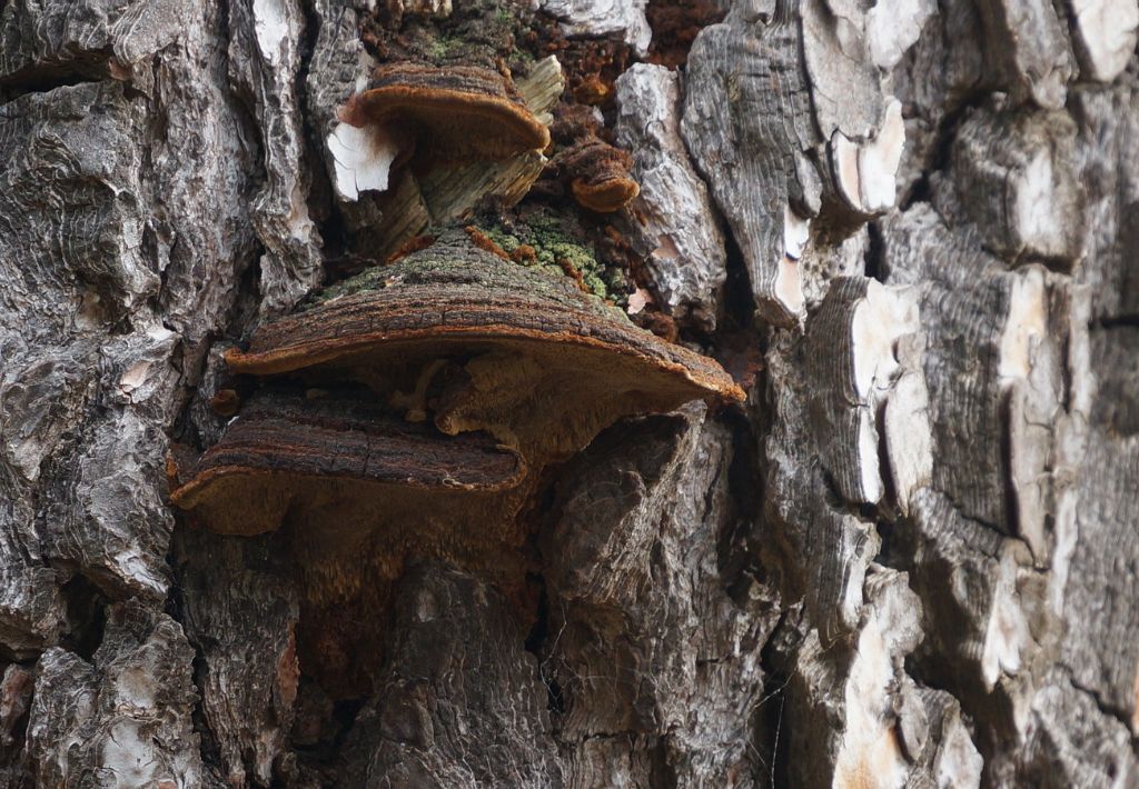 fungo legnoso da determinare